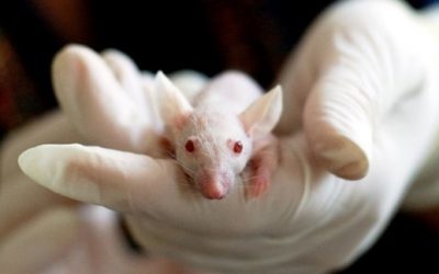 Wir setzen uns gegen Tierversuch ein und spenden an das Projekt Ärzte gegen Tierversuche.